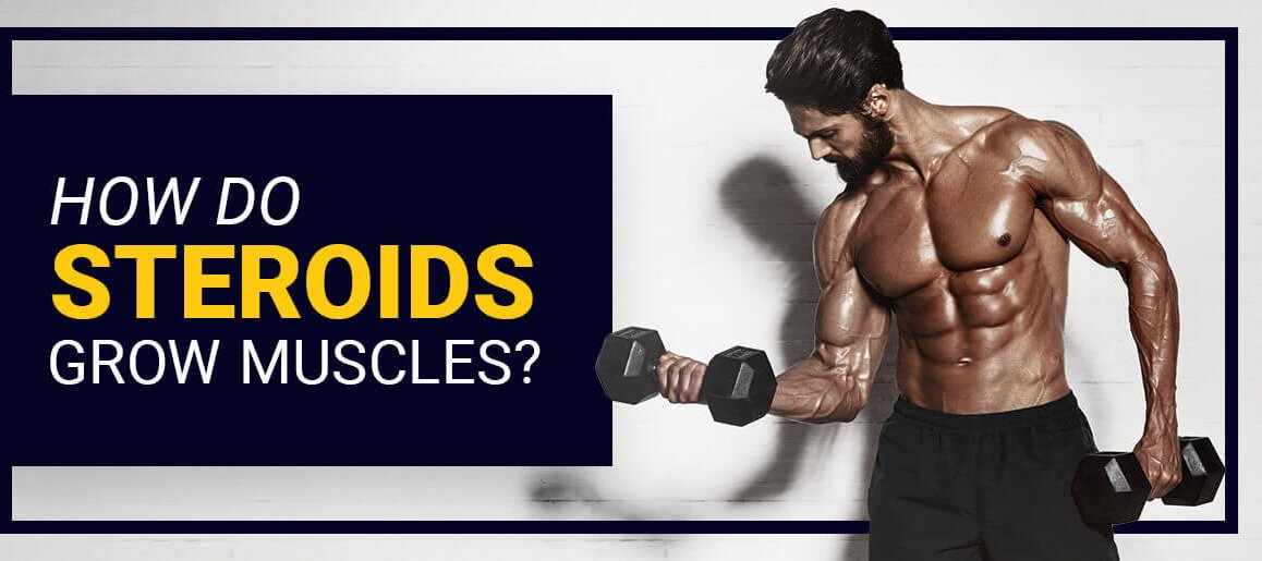 How do Steroids grow muscles? - Steroids Online Canada Blog