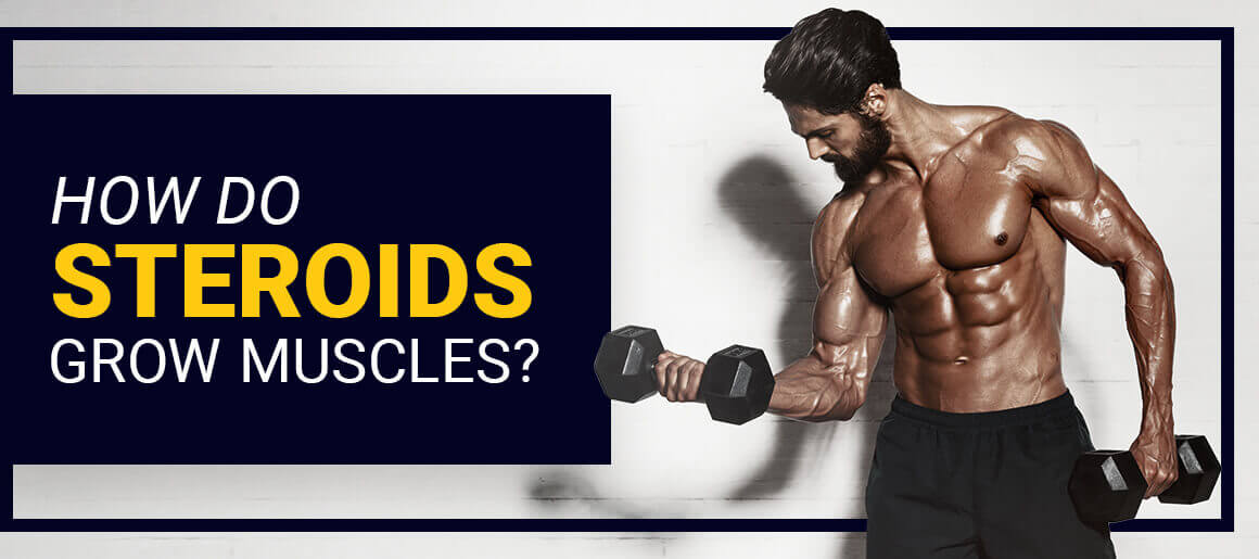 Cover How do Steroids grow muscles? - Steroids Online Canada Blog